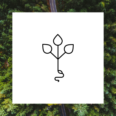 illustration of a plant